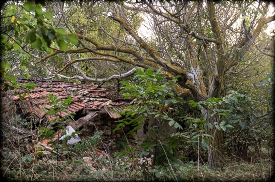 Shed and Tree, Village of Kamen Bryag, 2014. Details per photo above.